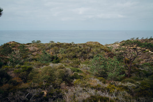 Torrey Pines 2