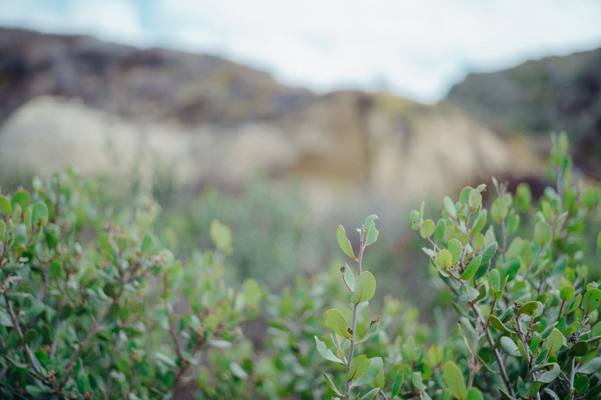 Torrey Pines 25