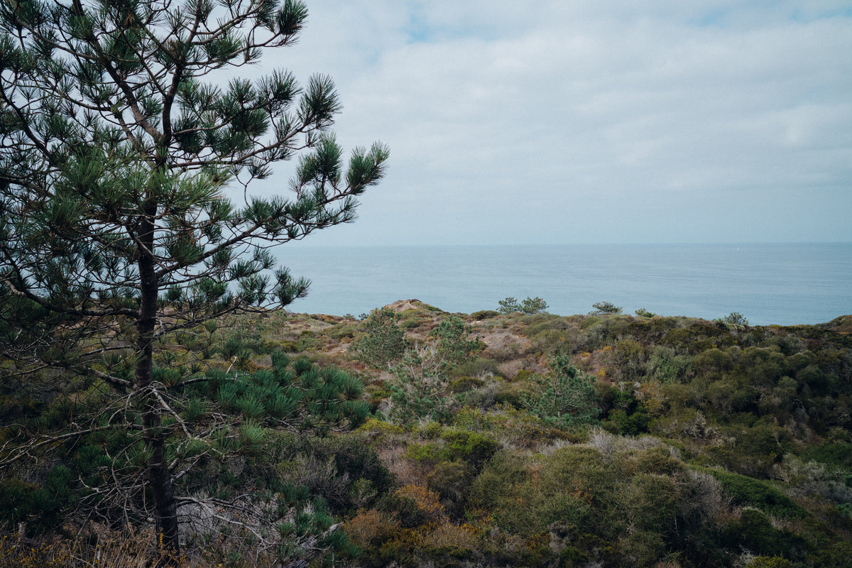 Torrey Pines 3