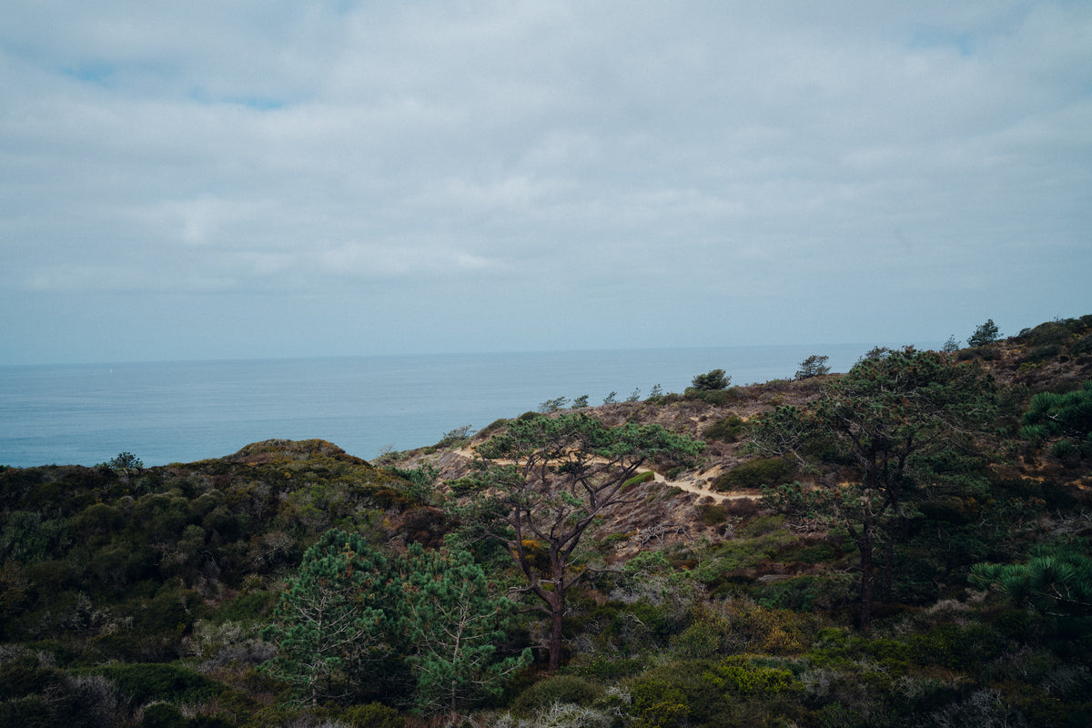 Torrey Pines 4