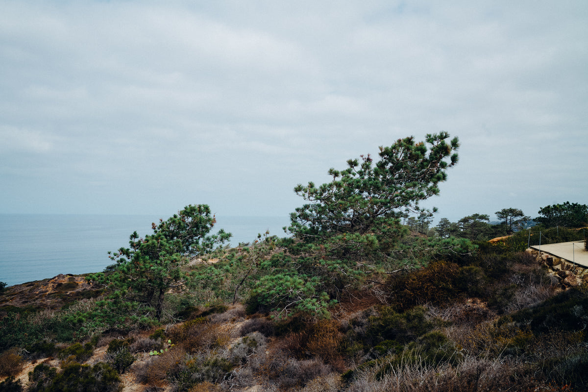 Torrey Pines 5