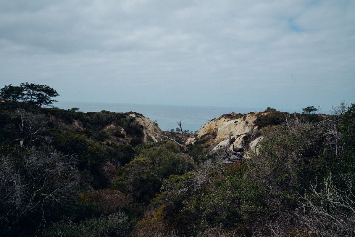 Torrey Pines 6