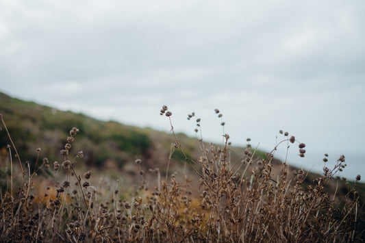 Torrey Pines 10